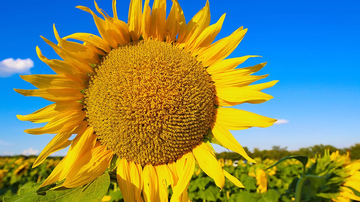 Top sports towns for physicians to live and practice