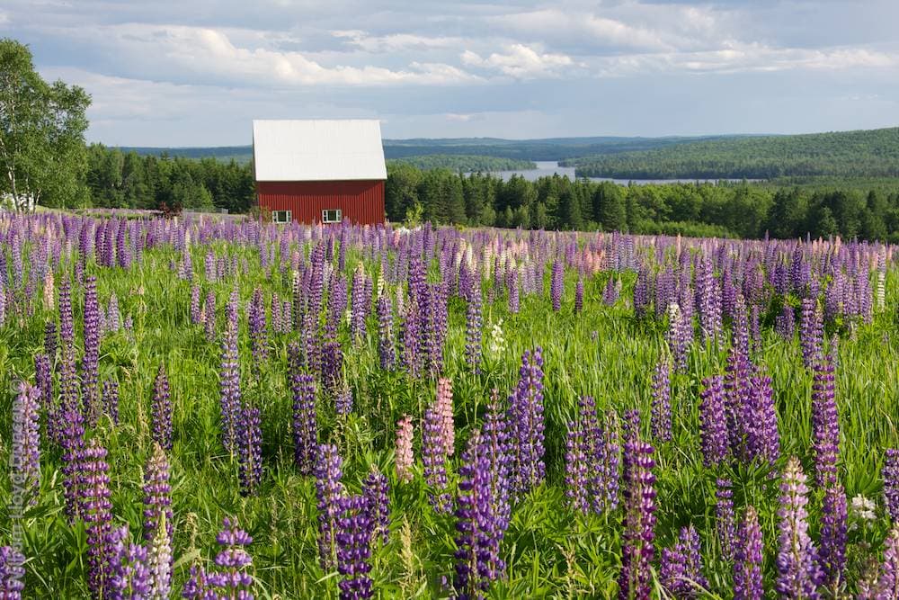 The beauty of Northern Maine contributes to the area’s quality of life. Madawaska Lake, east of Eagle Lake, is proof of the scenic landscape.