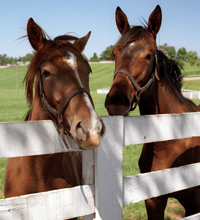 Lexington is home to more than 150 horse farms.